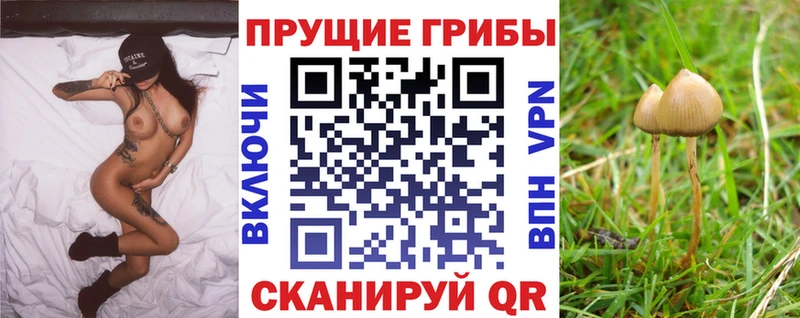 mega вход  Лосино-Петровский  Галлюциногенные грибы Psilocybe 